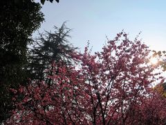 -南山植物园
