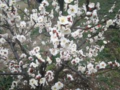 -上海植物园-4号门售票处