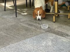 -the rug 飞毯 (朝阳公园店)