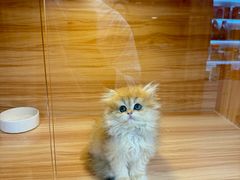 -猫十亿·布偶金渐层·曼基康矮脚猫舍(青年路店)