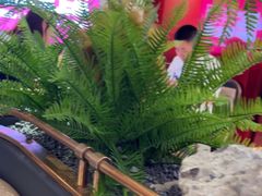 -老板恋上鱼(恒隆广场店)