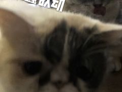 -平行世界·猫咖(首经贸店)