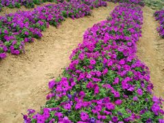 -松山湖梦幻百花洲