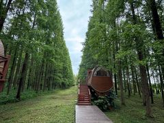 -黄海国家森林公园