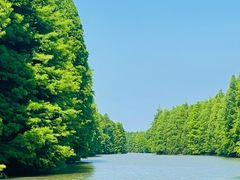 -上海海湾国家森林公园