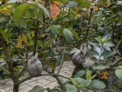 -迪茵湖田家舍生态农场