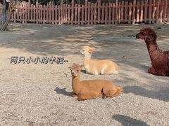 -上海野生动物园