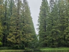 -黄海国家森林公园