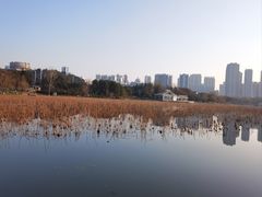 -月湖风景区