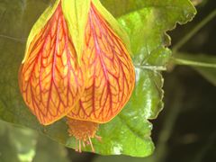 -北京植物园-展览温室