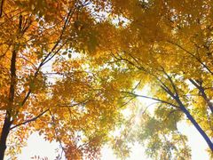 -永定河休闲森林公园