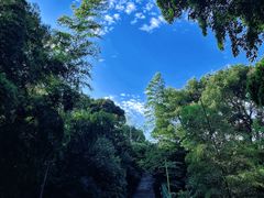 -树山生态村