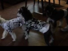 -百好乐宠物友好餐厅(朝外大街店)