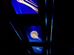 -海洋公园海洋列车－海滨站