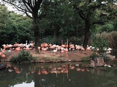 -上海野生动物园