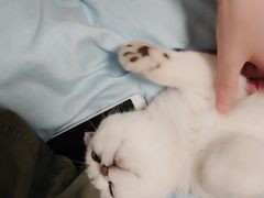 -FAELING PETS美天灵宠物(富力广场店)