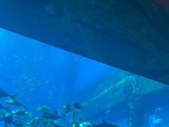 -亚特兰蒂斯•OSSIANO奥西亚诺海底餐厅