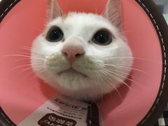 -佳雯宠物医院(四明中路分院)