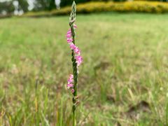 -春花秋色城市公园