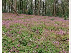 -白鹭湾湿地公园