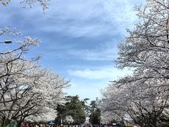 -武汉大学-樱园