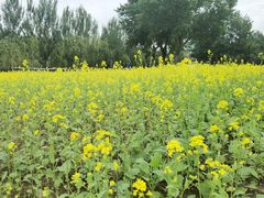 -长白岛森林公园