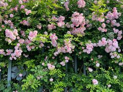 -杭州观成实验学校