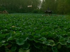 -合肥滨湖国家森林公园