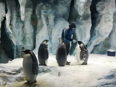 -帝企鹅自助餐厅•儿童岛•真企鹅(长隆企鹅酒店)