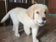 -多乐狗狗宠物训练工作室