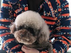 -佳雯宠物医院(金华南路分院)