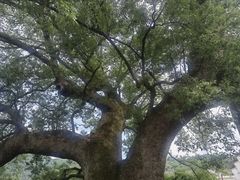 -新安江山水画廊风景区