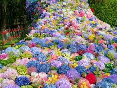 -上海共青森林公园