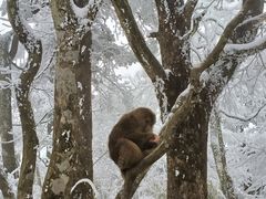 -峨眉山风景名胜区