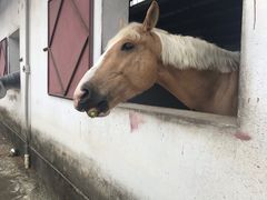 -松声马术俱乐部