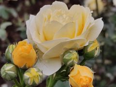 -人民公园(罗湖区)