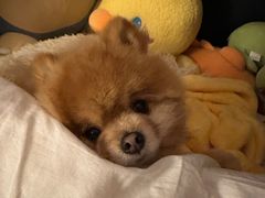 -芭比堂动物医院·24小时·眼科中心(深圳中心)