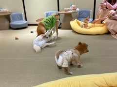 -逗柴咖啡屋·狗咖猫咖宠物桌游
