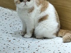 -滚猫咖啡·猫咖·猫友好撸猫(未来城店)