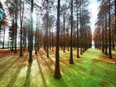 -渌洋湖湿地公园
