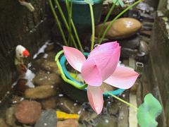 -酒城大贰火锅旗舰店