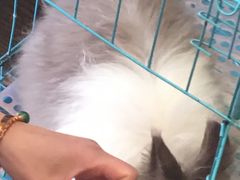 兔纸-志龙皇冠吃货椰子铺