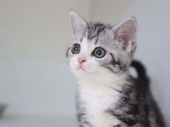 -lincat·猫舍(广州店)