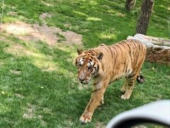 -北京野生动物园