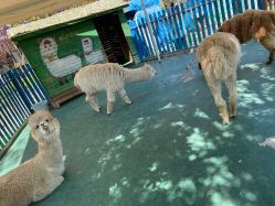 -萌宠亲子动物乐园(槐房万达店)