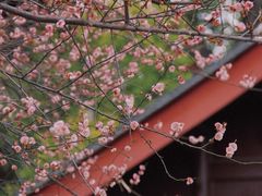 -青羊宫