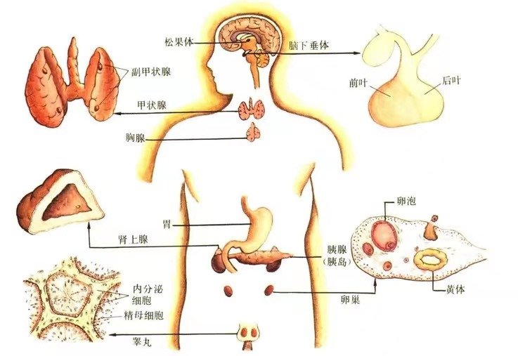 八大腺体的作用与功效 \\n1  松果体 影响和干预神经活动 \\n2