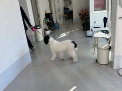 -喜多萌中农锦绣动物医院24H·猫科·牙科MRI·CT