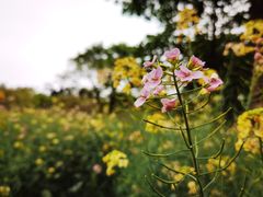 -天适樱花悠乐园
