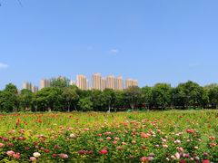 -曹州牡丹园